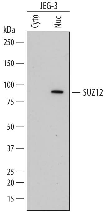 Western Blot SUZ12 Antibody (448909) [Unconjugated]