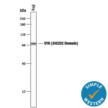 Simple Western SYK Antibody (720402) [Unconjugated] - (SH2D2 Domain)