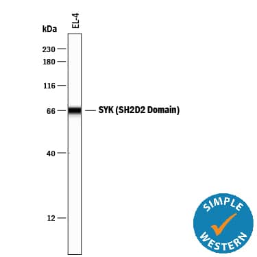 Simple Western SYK Antibody (720402) [Unconjugated] - (SH2D2 Domain)