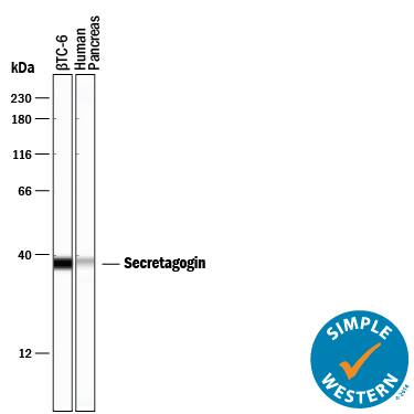 Simple Western Secretagogin Antibody [Unconjugated]