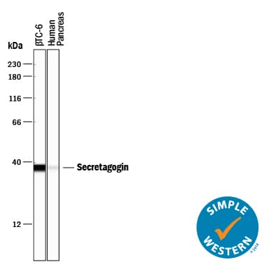Simple Western Secretagogin Antibody (778518) [Unconjugated]