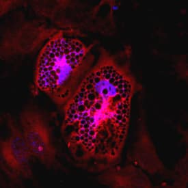 Immunocytochemistry Seipin/BSCL2 Antibody