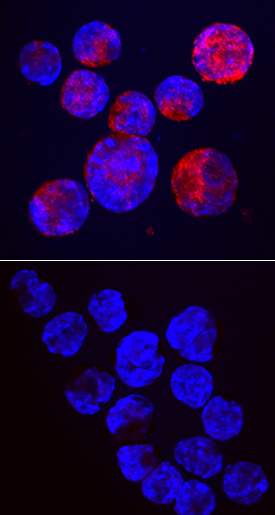 Immunocytochemistry Semaphorin 3B Antibody (904201) [Unconjugated]