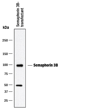 Western Blot Semaphorin 3B Antibody (904201) [Unconjugated]