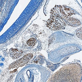 Immunohistochemistry Semaphorin 3C Antibody (238835) [Unconjugated]