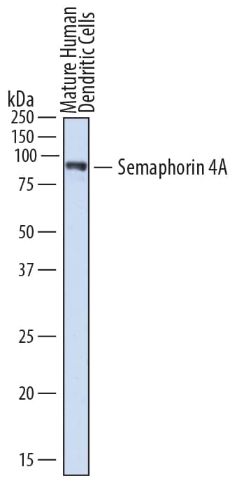 Western blot shows lysates of human mature dendritic cells. PVDF membrane was probed with 2 µg/mL of Sheep Anti-Human Semaphorin 4A Antigen Affinity-purified Polyclonal Antibody (Catalog # AF4694) followed by HRP-conjugated Anti-Sheep IgG Secondary Antibody (Catalog # HAF016). A specific band was detected for Semaphorin 4A at approximately 90 kDa (as indicated). This experiment was conducted under reducing conditions and using Immunoblot Buffer Group 1.