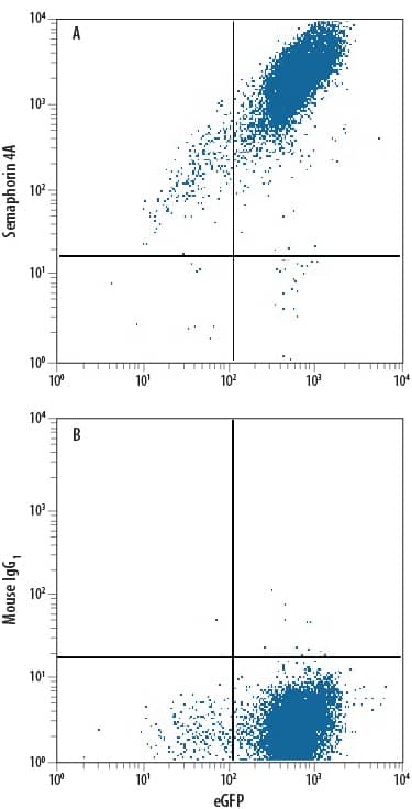 HEK293 human embryonic kidney cell line transfected with mouse Semaphorin 4A and eGFP was stained with either (A) Rat Anti-Mouse Semaphorin 4A APC-conjugated Monoclonal Antibody (Catalog # FAB8166A) or (B) Rat IgG1Allophycocyanin Isotype Control (Catalog # IC005A). View our protocol for Staining Membrane-associated Proteins.