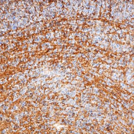 Immunohistochemistry Semaphorin 4A Antibody (741509)