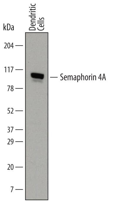 Western Blot Semaphorin 4A Antibody (741509)