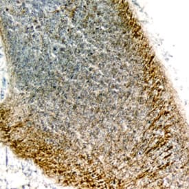 Immunohistochemistry Semaphorin 4C Antibody [Unconjugated]