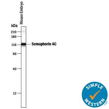 Simple Western Semaphorin 4C Antibody [Unconjugated]
