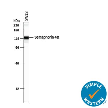 Simple Western lane view shows lysates of SW13 human adrenal cortex adenocarcinoma cell line, loaded at 0.2 mg/mL. A specific band was detected for Semaphorin 4C at approximately 121 kDa (as indicated) using 25 µg/mL of Sheep Anti-Human Semaphorin 4C Antigen Affinity-purified Polyclonal Antibody (Catalog # AF6125) followed by 1:50 dilution of HRP-conjugated Anti-Sheep IgG Secondary Antibody (Catalog # HAF016). This experiment was conducted under reducing conditions and using the 12-230 kDa separation system. Non-specific interaction with the 230 kDa Simple Western standard may be seen with this antibody.