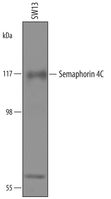 Western Blot Semaphorin 4C Antibody [Unconjugated]