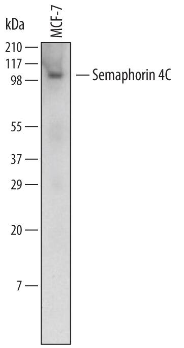 Western blot shows lysates of MCF-7 human breast cancer cell line. PVDF Membrane was probed with 2 µg/mL of Human Semaphorin 4C Monoclonal Antibody (Catalog # MAB6125) followed by HRP-conjugated Anti-Mouse IgG Secondary Antibody (Catalog # HAF007). A specific band was detected for Semaphorin 4C at approximately 100 kDa (as indicated). This experiment was conducted under non-reducing conditions and using Immunoblot Buffer Group 1.