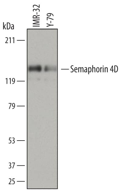 Western blot shows lysates of IMR-32 human neuroblastoma cell line and Y-79 human retinoblastoma cell line. PVDF membrane was probed with 2 µg/mL of Mouse Anti-Human Semaphorin 4D/CD100 Monoclonal Antibody (Catalog # MAB74701) followed by HRP-conjugated Anti-Mouse IgG Secondary Antibody (Catalog # HAF007). A specific band was detected for Semaphorin 4D/CD100 at approximately 150 kDa (as indicated). This experiment was conducted under reducing conditions and using Immunoblot Buffer Group 1.