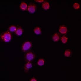 Semaphorin 4D/CD100 was detected in immersion fixed Jurkat human acute T cell leukemia cell line using Mouse Anti-Human Semaphorin 4D/CD100 Monoclonal Antibody (Catalog # MAB7470) at 10 µg/mL for 3 hours at room temperature. Cells were stained using the Northern-Lights™ 557-conjugated Anti-Mouse IgG Secondary Antibody (red; Catalog # NL007) and counter-stained with DAPI (blue). Specific staining was localized to cytoplasm. View our protocol for Fluorescent ICC Staining of Non-adherent Cells.