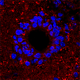 Immunohistochemistry Semaphorin 4F Antibody (780225)