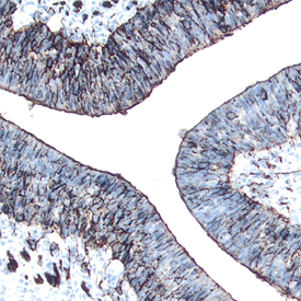 Immunohistochemistry Semaphorin 6C Antibody