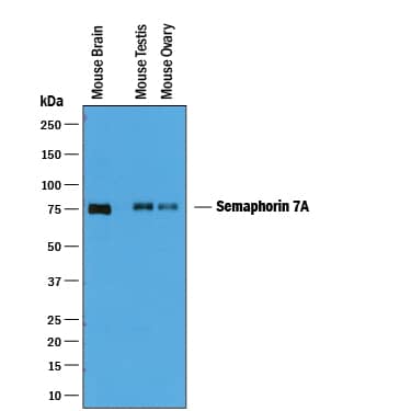 Western Blot Semaphorin 7A Antibody [Unconjugated]