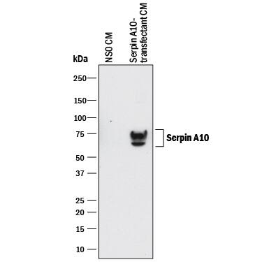 Western blot shows conditioned media of NS0 mouse myeloma cell line either mock transfected or transfected with human Serpin A10. PVDF membrane was probed with 1 µg/mL of Mouse Anti-Human Serpin A10/ZPI Monoclonal Antibody (Catalog # MAB8115) followed by HRP-conjugated Anti-Mouse IgG Secondary Antibody (Catalog # HAF018). Specific bands were detected for Serpin A10/ ZPI at approximately 70-75 kDa (as indicated). This experiment was conducted under reducing conditions and using Immunoblot Buffer Group 1.