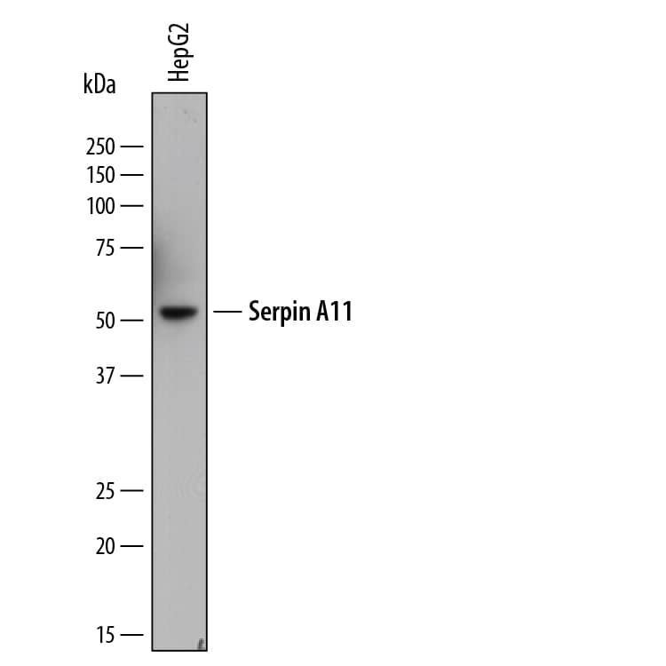 Western Blot Serpin A11 Antibody (895842) [Unconjugated]