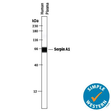 Simple Western lane view shows human plasma, loaded at 0.2 mg/mL. A specific band was detected for Serpin A1/ alpha 1‑Antitrypsin at approximately 62 kDa (as indicated) using 10 µg/mL of Goat Anti-Human Serpin A1/ alpha 1‑Antitrypsin Antigen Affinity-purified Polyclonal Antibody (Catalog # AF1268) . This experiment was conducted under reducing conditions and using the 12-230 kDa separation system.