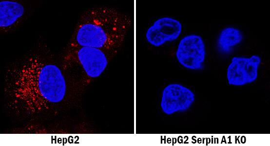 <b>Genetic Strategies Validation. </b>Serpin A1/a1-Antitrypsin was detected in immersion fixed HepG2 human hepatocellular carcinoma cell line but is not detected in Serpin A1/a1-Antitrypsin knockout (KO) HepG2 cell line using Goat Anti-Human Serpin A1/a1-Antitrypsin Antigen Affinity-purified Polyclonal Antibody (Catalog # AF1268) at 9 µg/mL for 3 hours at room temperature. Cells were stained using the NorthernLights™ 557-conjugated Anti-Goat IgG Secondary Antibody (red; NL001) and counterstained with DAPI (blue). Specific staining was localized to cytoplasm. View our protocol for Fluorescent ICC Staining of Cells on Coverslips.