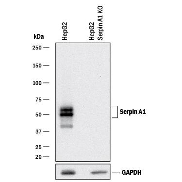 <b>Genetic Strategies Validation. </b>Western blot shows lysates of HepG2 human hepatocellular carcinoma parental cell line and Serpin A1/a1-Antitrypsin HepG2 knockout cell line (KO). PVDF membrane was probed with 0.25 µg/mL of Goat Anti-Human Serpin A1/a1-Antitrypsin Antigen Affinity-purified Polyclonal Antibody (Catalog # AF1268) followed by HRP-conjugated Anti-Goat IgG Secondary Antibody (HAF017). Specific bands were detected for Serpin A1/a1-Antitrypsin at approximately 45-55 kDa (as indicated) in the parental HepG2 cell line, but is not detectable in knockout HepG2 cell line. GAPDH (Catalog # AF5718) is shown as a loading control. This experiment was conducted under reducing conditions and using Immunoblot Buffer Group 1.
