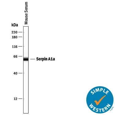 Simple Western lane view shows mouse serum, loaded at 0.2 mg/mL. A specific band was detected for Serpin A1a at approximately 62 kDa (as indicated) using 2 µg/mL of Rat Anti-Mouse Serpin A1a Monoclonal Antibody (Catalog # MAB7690) followed by 1:50 dilution of HRP-conjugated Anti-Rat IgG Secondary Antibody (Catalog # HAF005). This experiment was conducted under reducing conditions and using the 12-230 kDa separation system.