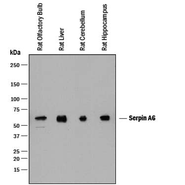 Western blot shows lysates of rat olfactory bulb tissue, rat liver tissue, rat brain (cerebellum) tissue, and rat brain (hippocampus) tissue. PVDF membrane was probed with 0.2 µg/mL of Mouse Anti-Rat Serpin A6 Monoclonal Antibody (Catalog # MAB3838) followed by HRP-conjugated Anti-Mouse IgG Secondary Antibody (Catalog # HAF018). A specific band was detected for Serpin A6 at approximately 50-60 kDa (as indicated). This experiment was conducted under reducing conditions and using Immunoblot Buffer Group 1.