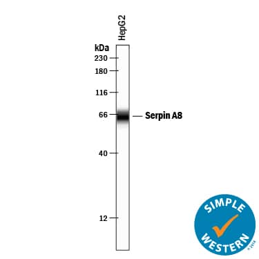 Simple Western lane view shows lysates of HepG2 human hepatocellular carcinoma cell line, loaded at 0.2 mg/mL. A specific band was detected for Serpin A8/Angiotensinogen at approximately 64 kDa (as indicated) using 10 µg/mL of Goat Anti-Human Serpin A8/Angiotensinogen Antigen Affinity-purified Polyclonal Antibody (Catalog # AF3156) followed by 1:50 dilution of HRP-conjugated Anti-Goat IgG Secondary Antibody (Catalog # HAF109). This experiment was conducted under reducing conditions and using the 12-230 kDa separation system.