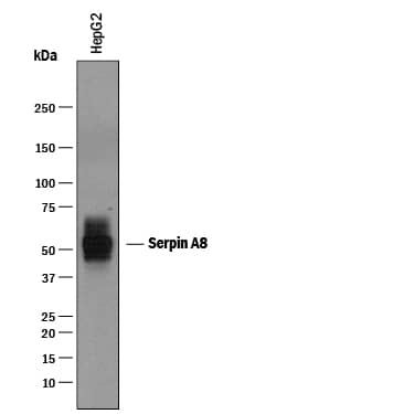 Western blot shows lysates of HepG2 human hepatocellular carcinoma cell line. PVDF membrane was probed with 1 µg/mL of Goat Anti-Human Serpin A8/Angiotensinogen Antigen Affinity-purified Polyclonal Antibody (Catalog # AF3156) followed by HRP-conjugated Anti-Goat IgG Secondary Antibody (Catalog # HAF019). A specific band was detected for Serpin A8/Angiotensinogen at approximately 50-55 kDa (as indicated). This experiment was conducted under reducing conditions and using Immunoblot Buffer Group 1.