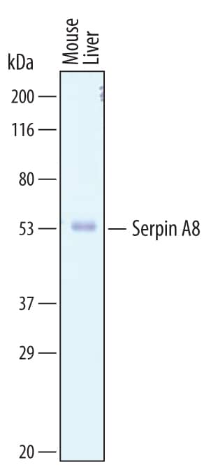 Western blot shows lysates of mouse liver tissue. PVDF membrane was probed with 1 µg/mL of Sheep Anti-Mouse Serpin A8/Angiotensinogen Antigen Affinity-purified Polyclonal Antibody (Catalog # AF6966) followed by HRP-conjugated Anti-Sheep IgG Secondary Antibody (Catalog # HAF016). A specific band was detected for Serpin A8/Angiotensinogen at approximately 55 kDa (as indicated). This experiment was conducted under reducing conditions and using Immunoblot Buffer Group 8.