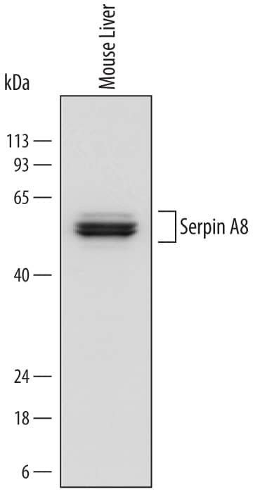 Western blot shows lysates of mouse liver tissue. PVDF membrane was probed with 0.5 µg/mL of Rat Anti-Mouse Serpin A8/Angiotensinogen Monoclonal Antibody (Catalog # MAB6966) followed by HRP-conjugated Anti-Rat IgG Secondary Antibody (Catalog # HAF005). Specific bands were detected for Serpin A8/Angiotensinogen at approximately 52-62 kDa (as indicated). This experiment was conducted under reducing conditions and using Immunoblot Buffer Group 1.