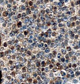 Immunohistochemistry Serpin A9/Centerin Antibody [Unconjugated]