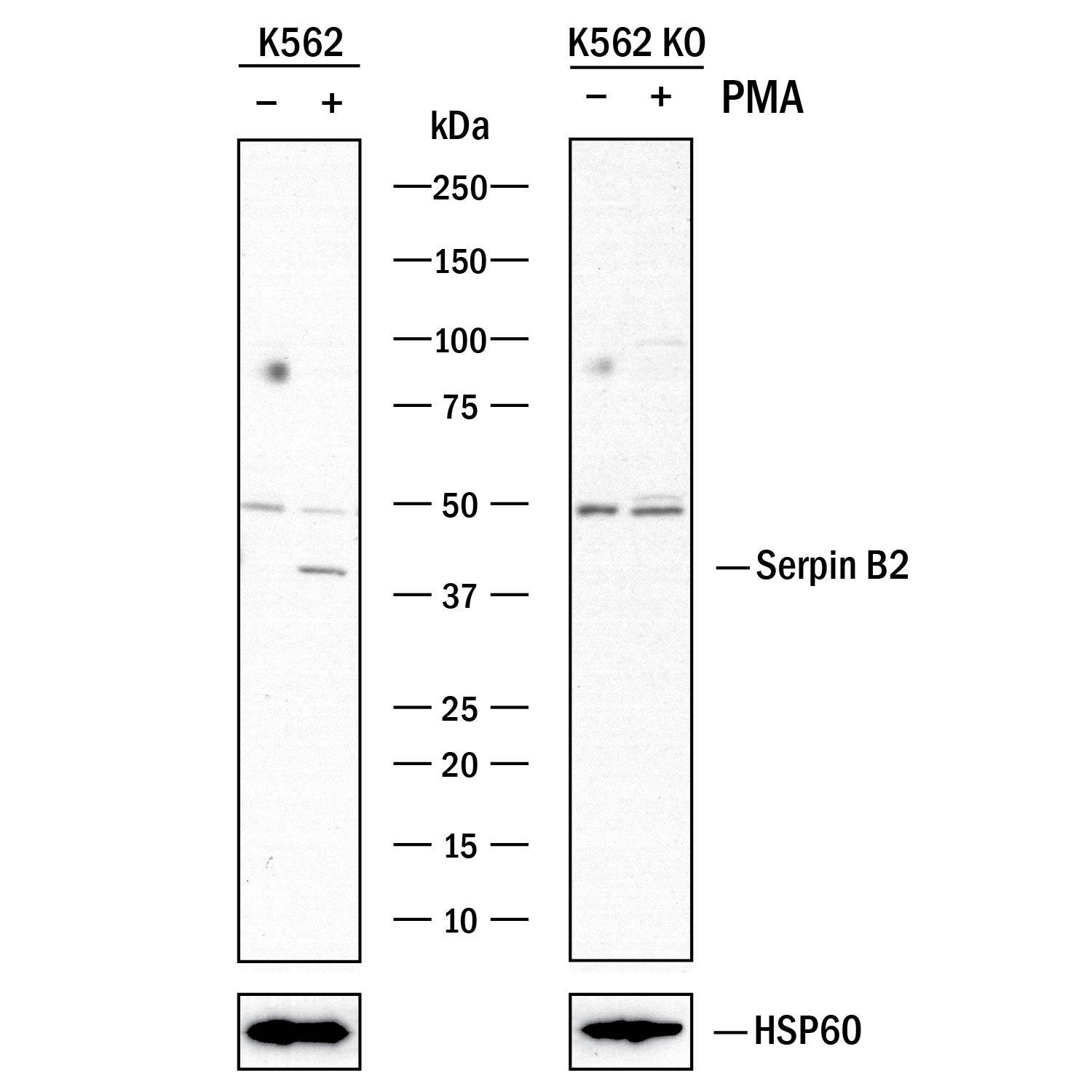 <b>Genetic Strategies Validation. </b>Western blot shows lysates of K562 human chronic myelogenous leukemia parental cell line and Seprin B2 knockout K562 cell line (KO) untreated (-) or treated (+) with 300nM PMA for overnight. PVDF membrane was probed with 2 µg/mL of Rabbit Anti-Human Serpin B2 Antigen Affinity-purified Polyclonal Antibody (Catalog # AF8550) followed by HRP-conjugated Anti-Rabbit IgG Secondary Antibody (Catalog # HAF008). A specific band was detected for Serpin B2 at approximately 40 kDa (as indicated) in the parental K562 cell line, but is not detectable in the knockout K562 cell line. HSP60 (Catalog # MAB1800) is shown as a loading control This experiment was conducted under reducing conditions and using Immunoblot Buffer Group 1.