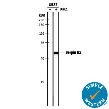 <b>Biological Strategies Validation. </b>Simple Western lane view shows lysates of U937 human histiocytic lymphoma cell line untreated (-) or treated (+) with PMA, loaded at 0.2 mg/mL. A specific band was detected for Serpin B2 at approximately 49 kDa (as indicated) using 1:100 dilution of Rabbit Anti-Human Serpin B2 Antigen Affinity-purified Polyclonal Antibody (Catalog # AF8550). This experiment was conducted under reducing conditions and using the 12-230 kDa separation system.
