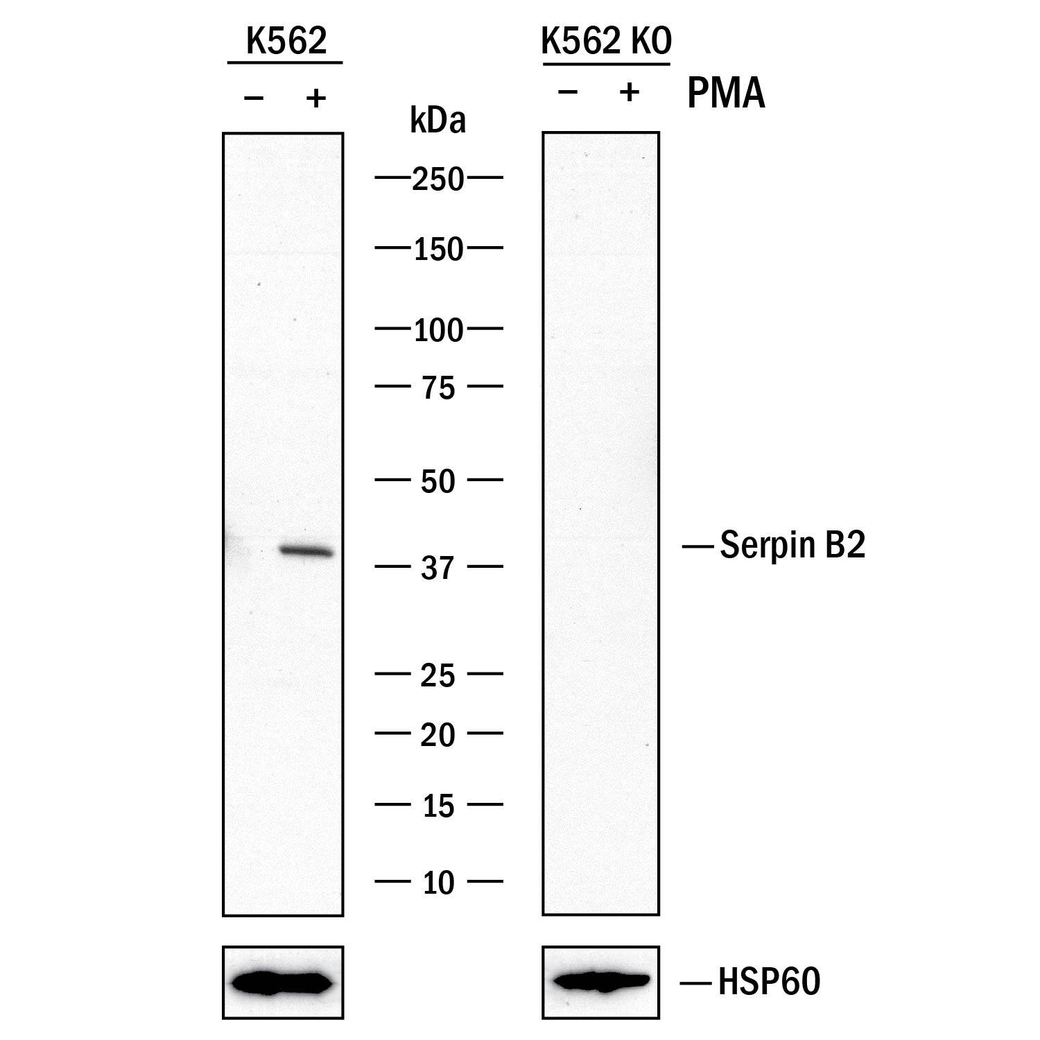 Western blot shows lysates of K562 human chronic myelogenous leukemia parental cell line and Serpin B2 knockout K562 cell line (KO) untreated (-) or treated (+) with 300nM PMA for overnight. PVDF membrane was probed with 2 µg/mL of Mouse Anti-Human Serpin B2 Monoclonal Antibody (Catalog # MAB85501) followed by HRP-conjugated Anti-Mouse IgG Secondary Antibody (Catalog # HAF018). A specific band was detected for Serpin B2 at approximately 40 kDa (as indicated) in the parental K562 cell line, but is not detectable in the knockout K562 cell line. HSP60 (Catalog # MAB1800) is shown as a loading control. This experiment was conducted under reducing conditions and using Immunoblot Buffer Group 1.
