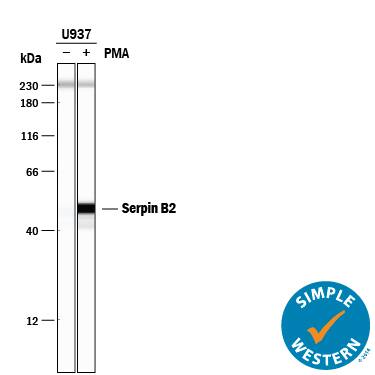 <b>Biological Strategies Validation. </b>Simple Western lane view shows lysates of U937 human histiocytic lymphoma cell line untreated (-) or treated (+) with PMA, loaded at 0.2 mg/mL. Specific bands were detected for Serpin B2 at approximately 45 & 50 kDa (as indicated) using 20 µg/mL of Mouse Anti-Human Serpin B2 Monoclonal Antibody (Catalog # MAB85501) . This experiment was conducted under reducing conditions and using the 12-230 kDa separation system. Non-specific interaction with the 230 kDa Simple Western standard may be seen with this antibody.