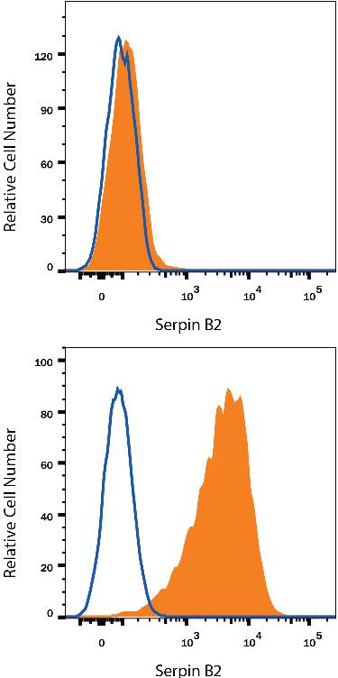 <b>Biological Strategies Validation. </b>U937 human histiocytic lymphoma cell line either untreated (upper panel) or treated with PMA and Calcium Ionomycin for 2 days (lower panel) was stained with Mouse Anti-Human Serpin B2 Monoclonal Antibody (Catalog # MAB8550, filled histogram) or isotype control antibody (Catalog # MAB0041, open histogram), followed by Allophycocyanin-conjugated Anti-Mouse IgG Secondary Antibody (Catalog # F0101B).