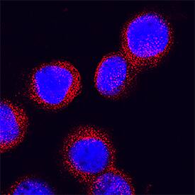 Serpin B2 was detected in immersion fixed U937 human histiocytic lymphoma cell line stimulated with PMA using Mouse Anti-Human Serpin B2 Monoclonal Antibody (Catalog # MAB8550) at 25 µg/mL for 3 hours at room temperature. Cells were stained using the NorthernLights™ 557-conjugated Anti-Mouse IgG Secondary Antibody (red; Catalog # NL007) and counterstained with DAPI (blue). Specific staining was localized to cytoplasm. View our protocol for Fluorescent ICC Staining of Non-adherent Cells.