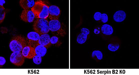 <b>Genetic Strategies Validation. </b>Serpin B2 was detected in immersion fixed K562 human chronic myelogenous leukemia cell line treated with PMA but is not detected in Serpin B2 knockout (KO) K562 cell line using Mouse Anti-Human Serpin B2 Monoclonal Antibody (Catalog # MAB8550) at 25 µg/mL for 3 hours at room temperature. Cells were stained using the NorthernLights™ 557-conjugated Anti-Mouse IgG Secondary Antibody (red; Catalog # NL007) and counterstained with DAPI (blue). Specific staining was localized to cytoplasm. View our protocol for Fluorescent ICC Staining of Cells on Coverslips.