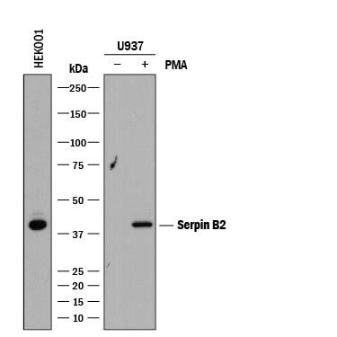 Western blot shows lysates of U937 human histiocytic lymphoma cell line untreated (-) or treated (+) with PMA and HEK001 human epidermal keratinocyte cell line. PVDF membrane was probed with 2 µg/mL of Mouse Anti-Human Serpin B2 Monoclonal Antibody (Catalog # MAB8550) followed by HRP-conjugated Anti-Mouse IgG Secondary Antibody (Catalog # HAF018). A specific band was detected for Serpin B2 at approximately 45 kDa (as indicated). This experiment was conducted under reducing conditions and using Immunoblot Buffer Group 1.