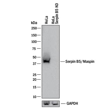 <b>Genetic Strategies Validation. </b>Western blot shows lysates of HeLa human cervical epithelial carcinoma parental cell line and Serpin B5/Maspin knockout HeLa cell line (KO). PVDF membrane was probed with 1 µg/mL of Goat Anti-Human Serpin B5/Maspin Antigen Affinity-purified Polyclonal Antibody (Catalog # AF2218) followed by HRP-conjugated Anti-Goat IgG Secondary Antibody (Catalog # HAF017). A specific band was detected for Serpin B5/Maspin at approximately 40 kDa (as indicated) in the parental HeLa cell line, but is not detectable in knockout HeLa cell line. GAPDH (Catalog # AF5718) is shown as a loading control. This experiment was conducted under reducing conditions and using Immunoblot Buffer Group 1.