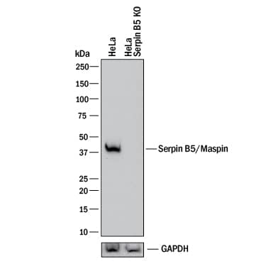 <b>Genetic Strategies Validation. </b>Western blot shows lysates of HeLa human cervical epithelial carcinoma parental cell line and Serpin B5/Maspin knockout HeLa cell line (KO). PVDF membrane was probed with 2 µg/mL of Rat Anti-Human Serpin B5/Maspin Monoclonal Antibody (Catalog # MAB2218) followed by HRP-conjugated Anti-Mouse IgG Secondary Antibody (HAF018). A specific band was detected for Serpin B5/Maspin at approximately 40 kDa (as indicated) in the parental HeLa cell line, but is not detectable in knockout HeLa cell line. GAPDH (MAB5718) is shown as a loading control. This experiment was conducted under reducing conditions and using Immunoblot Buffer Group 1.