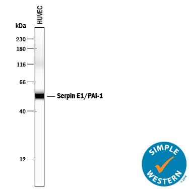 Simple Western lane view shows lysates of HUVEC human umbilical vein endothelial cells, loaded at 0.2 mg/mL. A specific band was detected for Serpin E1/PAI‑1 at approximately 54 kDa (as indicated) using 2.5 µg/mL of Goat Anti-Human Serpin E1/PAI‑1 Antigen Affinity-purified Polyclonal Antibody (Catalog # AF1786) followed by 1:50 dilution of HRP-conjugated Anti-Goat IgG Secondary Antibody (Catalog # HAF109). This experiment was conducted under reducing conditions and using the 12-230 kDa separation system.