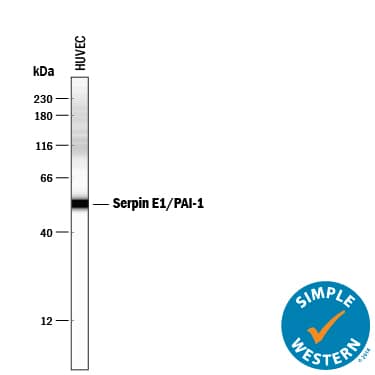 Simple Western lane view shows lysates of HUVEC human umbilical vein endothelial cells, loaded at 0.2 mg/mL. A specific band was detected for Serpin E1/PAI‑1 at approximately 54 kDa (as indicated) using 2.5 µg/mL of Mouse Anti-Human Serpin E1/PAI‑1 Monoclonal Antibody (Catalog # MAB1786) . This experiment was conducted under reducing conditions and using the 12-230 kDa separation system.