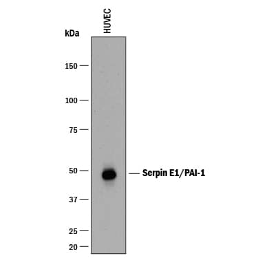 Western blot shows lysates of HUVEC human umbilical vein endothelial cells. PVDF membrane was probed with 1 µg/mL of Mouse Anti-Human Serpin E1/PAI-1 Monoclonal Antibody (Catalog # MAB1786) followed by HRP-conjugated Anti-Mouse IgG Secondary Antibody (Catalog # HAF018). A specific band was detected for Serpin E1/PAI-1 at approximately 48 kDa (as indicated). This experiment was conducted under reducing conditions and using Immunoblot Buffer Group 1.