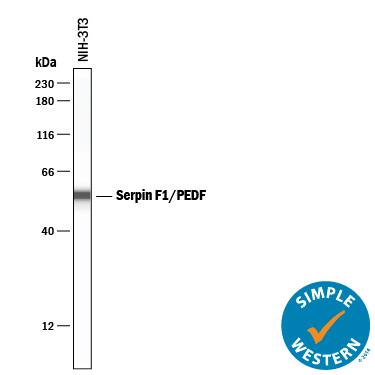 Simple Western lane view shows lysates of NIH-3T3 mouse embryonic fibroblast cell line, loaded at 0.2 mg/mL. A specific band was detected for Serpin F1/PEDF at approximately 55 kDa (as indicated) using 20 µg/mL of Goat Anti-Mouse/Rat Serpin F1/PEDF Antigen Affinity-purified Polyclonal Antibody (Catalog # AF1149) followed by 1:50 dilution of HRP-conjugated Anti-Goat IgG Secondary Antibody (Catalog # HAF109). This experiment was conducted under reducing conditions and using the 12-230 kDa separation system.