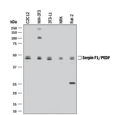 Western blot shows lysates of C2C12 mouse myoblast cell line, NIH-3T3 mouse embryonic fibroblast cell line, 3T3-L1 mouse embryonic fibroblast adipose-like cell line, NRK rat normal kidney cell line, and Rat-2 rat embryonic fibroblast cell line. PVDF membrane was probed with 0.2 µg/mL of Goat Anti-Mouse/Rat Serpin F1/PEDF Antigen Affinity-purified Polyclonal Antibody (Catalog # AF1149) followed by HRP-conjugated Anti-Goat IgG Secondary Antibody (Catalog # HAF017). Specific bands were detected for Serpin F1/PEDF at approximately 46-48 kDa (as indicated). This experiment was conducted under reducing conditions and using Immunoblot Buffer Group 1.